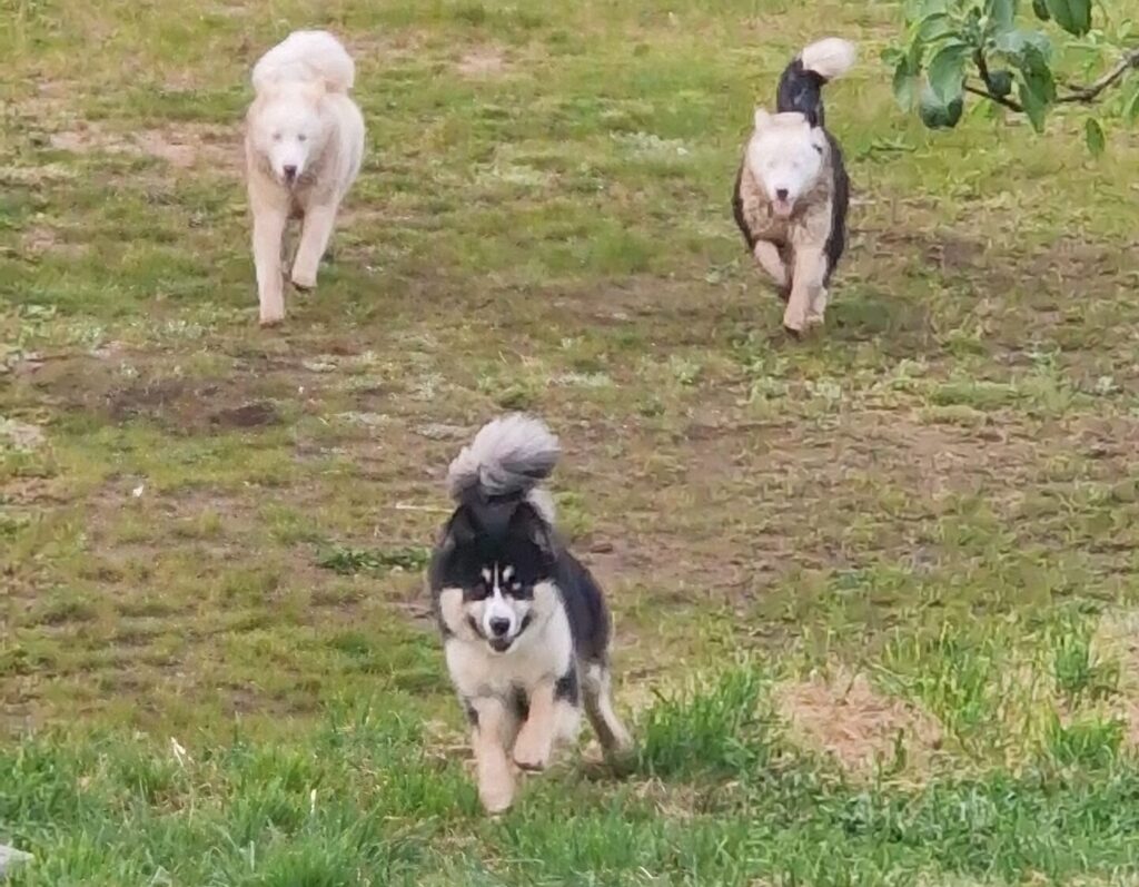 Esta imagem tem um texto alternativo em branco, o nome da imagem é 20240425_194500-scaled-e1715185098455-1024x797.jpg